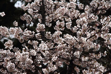 桜249