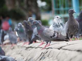 pigeon