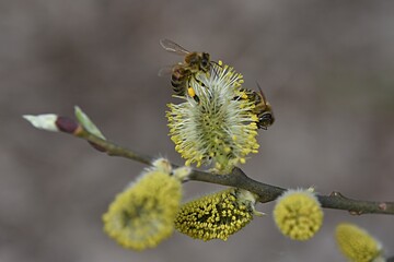 spring branch of flowering willow willow with bees