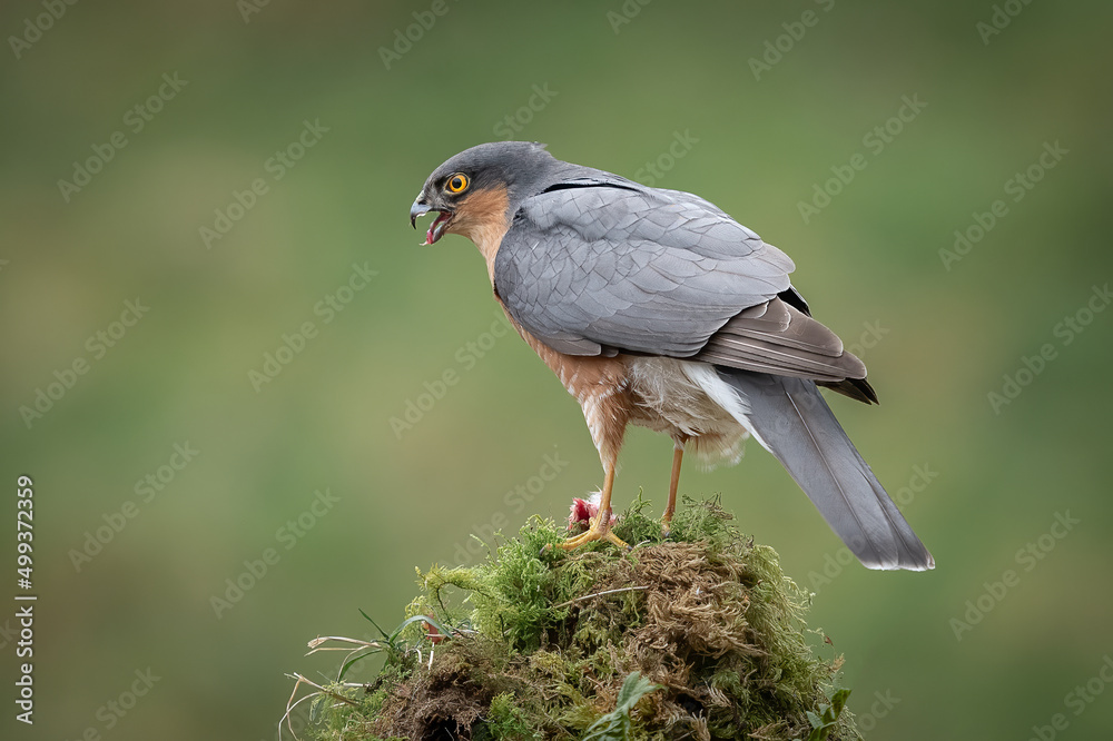 Aufkleber a close up of a feeding male sprrowhawk perched on top of a lichen covered tree trunk