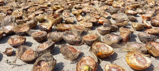 Betel nut (Areca catechu) being dried. Betel nut contains alkaloids.
