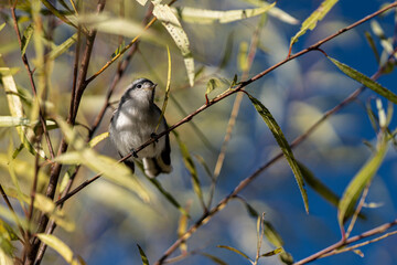 bird on a branch