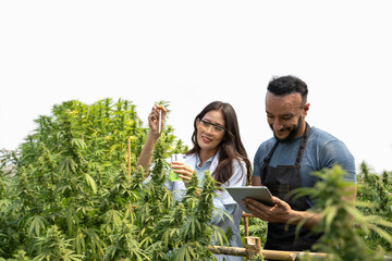 Business agricultural cannabis on white. Female scientist and male smart farmer analizing hemp...