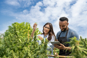 Female scientist and male smart farmer analizing hemp plants using science experiment equipment and working with laptop computer in a greenhouse. Concept of business agricultural cannabis...