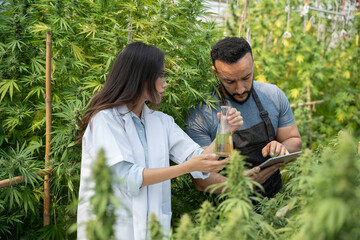 Female scientist and male smart farmer analizing hemp plants using science experiment equipment and working with laptop computer in a greenhouse. Concept of business agricultural cannabis...