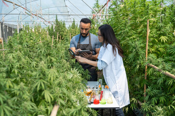 Female scientist and male smart farmer analizing hemp plants using science experiment equipment and...