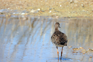 A portrait of the ruff bird