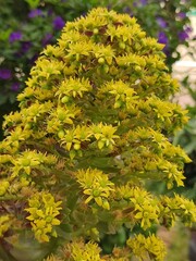 yellow flowers in the garden