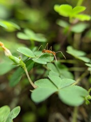 green grasshopper on a leaf