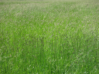 field grass in summer - ears and stems