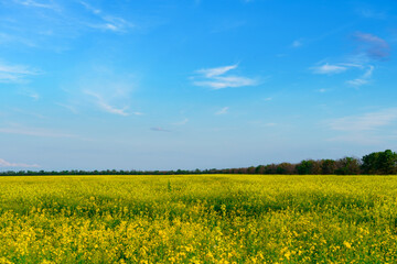 agricultural field with yellow rapeseed flowers, bright spring landscape on a sunny day, blue sky as background