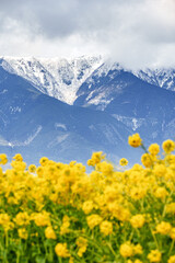 滋賀【早咲き菜の花と雪の残る比良山】