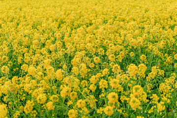 滋賀【早咲き菜の花と雪の残る比良山】