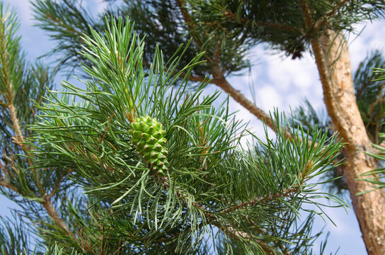 Young green cones on pine branches against the blue sky.