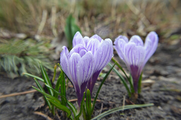 Purple crocus flowers in spring in the garden. Crocus blooming. Violet crocuses. Beautiful natural natural background. The first spring flowers in the garden crocuses