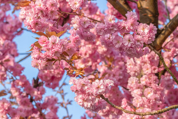 Sakura branch in blossom, beautiful springtime outdoor background