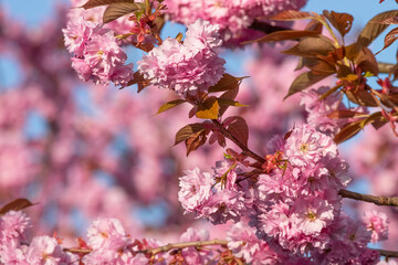 Sakura branch in blossom, beautiful springtime outdoor background