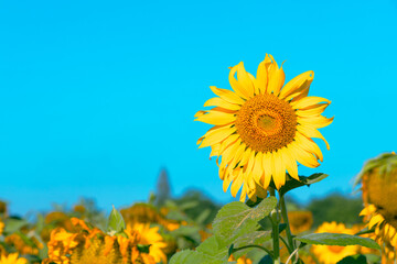 Beautiful sunflower on daytime with natural.