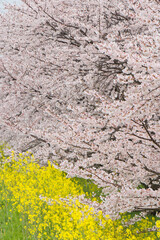 桜と菜の花　（木曽長良背割提）