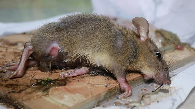 Living house mouse trapped by strong glue.