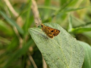 Polites vibex, or the whirlabout, is a grass skipper from southeastern United States