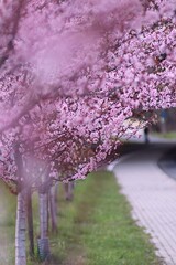 Pięknie kwitnące różowe krzewy wzdłuż chodnika w mieście