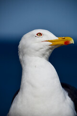 Möwe