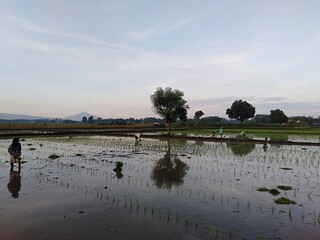 Naklejka premium sunrise over rice field 