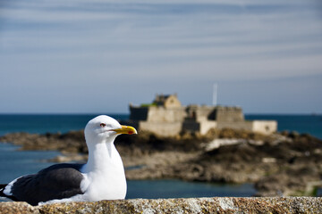 Möwe und Fort National in Saint-Malo