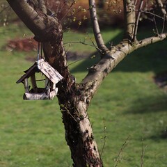 Mały karmnik dla ptaków wiszący na drzewie w ogrodzie - obrazy, fototapety, plakaty