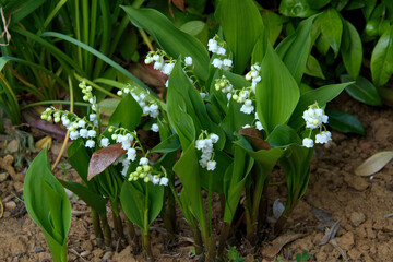 Floraison blanche du muguet 