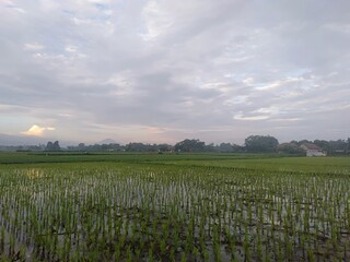 sunrise over rice field 