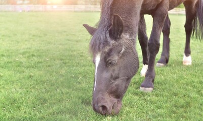 Fototapeta premium horse in the meadow on sunrise 