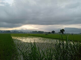 sunrise over rice field 