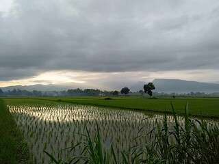 sunrise over rice field