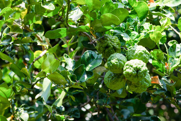 Fresh organic bergamot fruits or kaffir lime and green leaf on the tree.