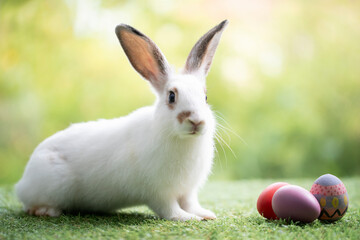Little rabbit cleaning myself on green grass , Cute rabbit in the meadow on garden nature background during spring