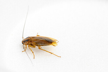 cockroach isolated in black background - shot in studio lighting.