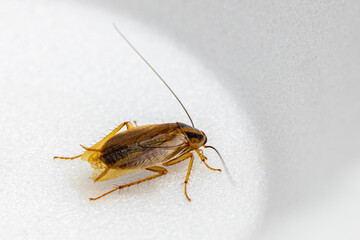 cockroach isolated in black background - shot in studio lighting.