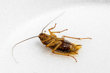 cockroach isolated in black background - shot in studio lighting.