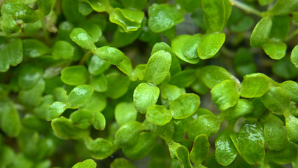 lettuce microgreens, growing microgreens at home, macro, close-up, vegan food, diet food, healthy eating concept