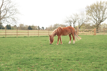 Naklejka premium horse and foal