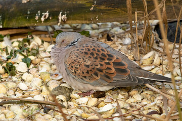 Turtle Dove, Streptopelia turtur, Columbidae, resting on seashore 