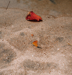 butterfly on the sand