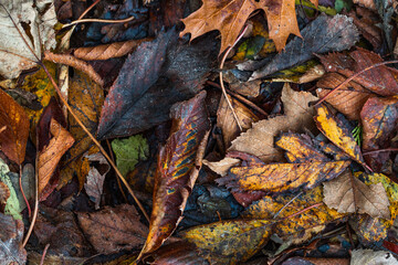 autumn leaves on the ground layered on top each other