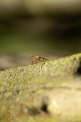 macro of a fly