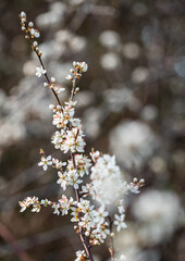 White flowers growing on a branch 