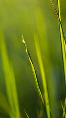 Close-up shot of grass being backlighted by the sun. extreme close up 
