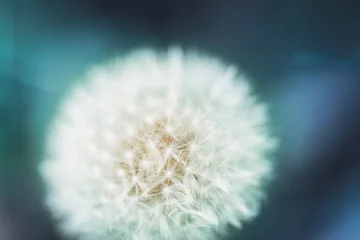 Fototapeten dandelion seed head vibrant blue background  © Deian