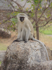 Vervet Monkey